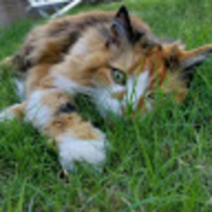 Meet your Posher, Sherry